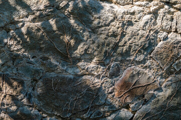 Background of Old stone wall with the remains of creeping plants