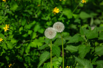 dandelion, beautiful white flowers in the meadow, floral background of delicate flowers