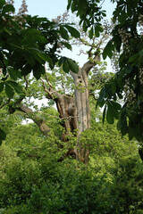 Fototapeta premium Beautiful tree trunk in the park that will sprout again