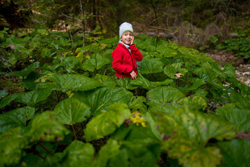Child standing among large leaves in canyon of Slovak Paradise National Park, Slovakia.