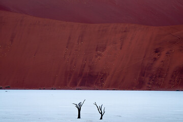 Two dead camelthorn trees in Deadvlei, Namibia