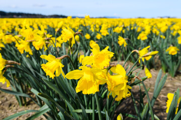 Field of daffodils in flower on a sunny day in the rich agricultural farmland of the Skagit valley