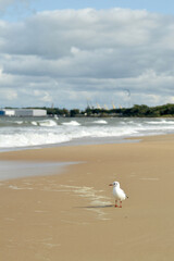 Mewa na plaży morze Bałtyckie