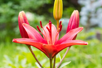 Red lily flower in green garden, closeup. Lilium Bulbifeerum, General Names of Orange Lily, Fire Lily and Tiger Lily