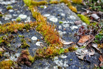 Boden mit Moss 