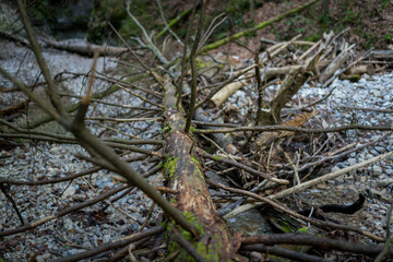 A fallen tree with branches on a hiking trail in the Slovak Paradise National Park