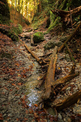The trail through the beautiful canyon of the Slowacki Raj National Park