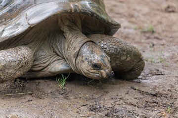 Possibly a Seychelles Giant Tortoise