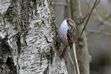 Short-toed treecreeper // Gartenbaumläufer // Grimpereau des jardins (Certhia brachydactyla) © bennytrapp