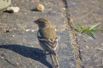 a female chaffinch feeding beneath a wooden bird table