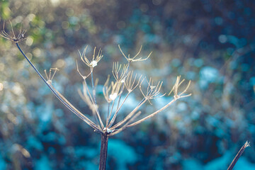 coral reef in the sea