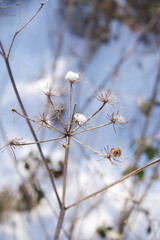 snow covered branches