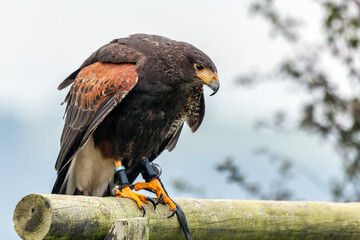 Harris Hawk (Parabuteo unicinctus)