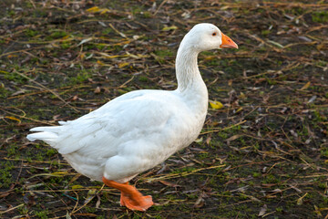 Goose walking along the riverbank of the Great Ouse in Ely