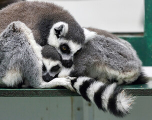 Ring-tailed lemur (Lemur catta) with baby