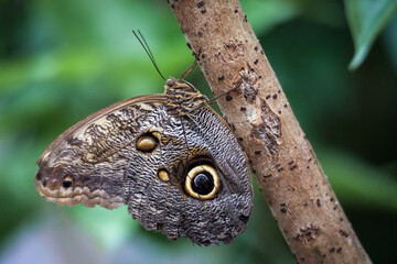 Owl Butterfly (caligo memnon).jpg