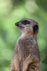 Fototapeta premium Slender-tailed Meerkat (Suricatta suricatta)