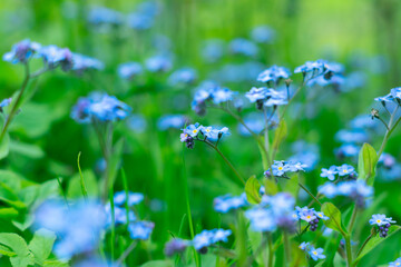 Glade with blue forget-me-nots (Myosotis) in the spring forest. Natural flower background