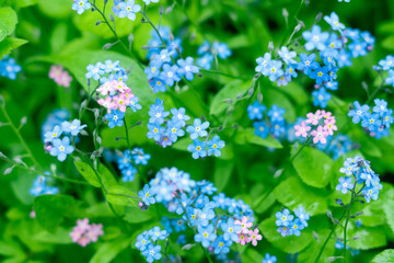 Glade with pink and blue forget-me-nots (Myosotis) in the spring forest. Natural flower background
