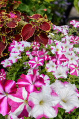 pink and white petunia flowers in garden