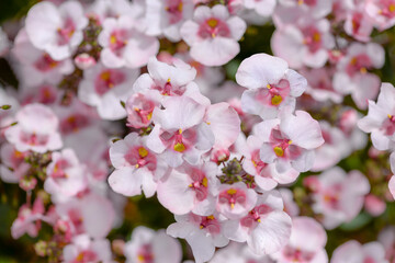 pink nemesia flowers close up