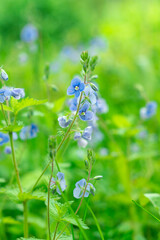 Delicate blue flowers of Veronica chamaedrys (germander speedwell) on a blurred natural background. Wild spring plants