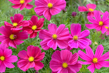 pink cocmos flowers in the garden
