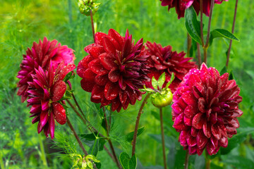 Lush red dahlia flowers in the garden after rain. Natural floral background