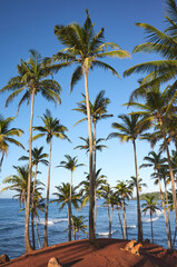 Fototapeta na wymiar Coconut palm trees and two dogs on a tropical beach at sunrise, Sri Lanka.