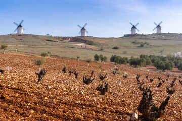 red earth and barren grapevines in a vineyard in La Mancha with whitewashed windmills in the...