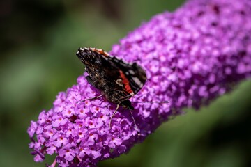A portrait of an vanessa atalanta butterfly, or red admiral sitting on the purple flowers of a butterfly bush also known as a pink delight or buddleja. The insect is feeding.