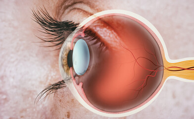 Structure of human eye. In side view. - 422392315