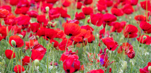 Fototapeta premium Red poppies on field