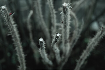 frost on the branches