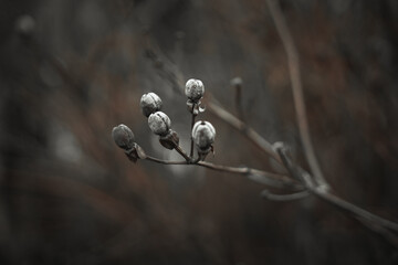 frost covered branches