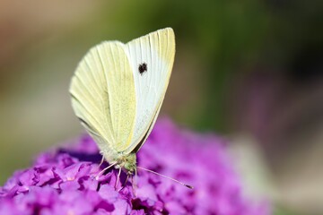 A portrait of a small white butterfly, also known as a cabbage white or cabbage butterfly sitting on the flowers of a pink delight or buddleja bush, feeding itself and has a black dot on its wing.