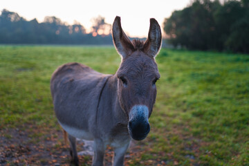 During sunrise, the donkey stands on the green meadow and stares