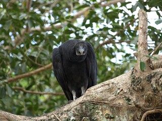 Vogel in den Everglades, Florida