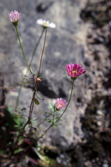 Pink Daisy growing out of a stone wall