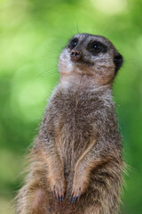 Slender-tailed Meerkat (Suricatta suricatta)