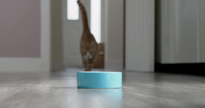 Pet Ginger Cat Running Into Room And Eating Food From Bowl At Home In Slow Motion