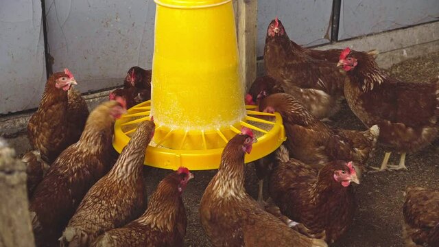 Livornese breed hens peck food from a gibo dispenser suspended in a small Italian chicken coop. Abruzzo, Italy, Europe