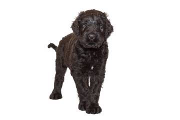 Portrait of a black Russian terrier puppy