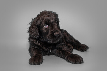 Portrait of a black Russian terrier puppy