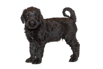 Portrait of a black Russian terrier puppy