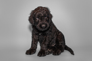Portrait of a black Russian terrier puppy