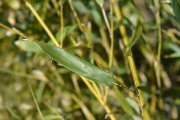 Bissets bamboo