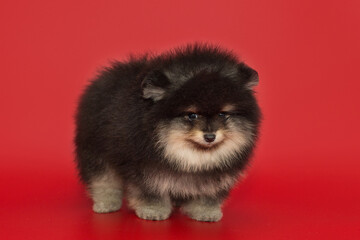 Fototapeta na wymiar Small Pomeranian puppy