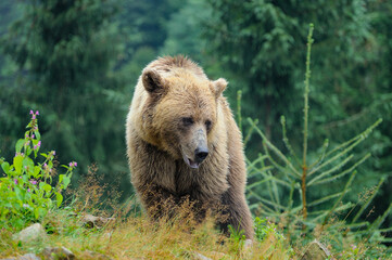 Fototapeta premium Wild Brown Bear (Ursus Arctos) in the forest.