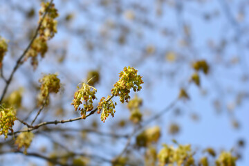 Boxelder maple